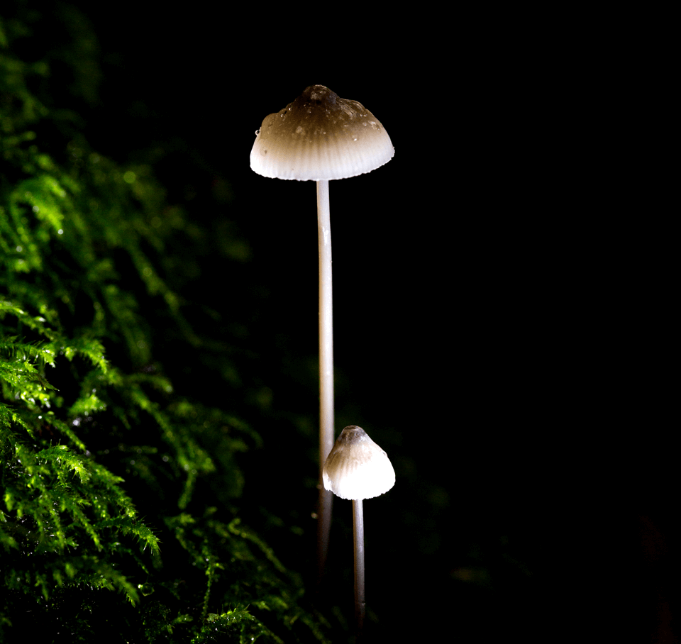 Mushrooms 13 1