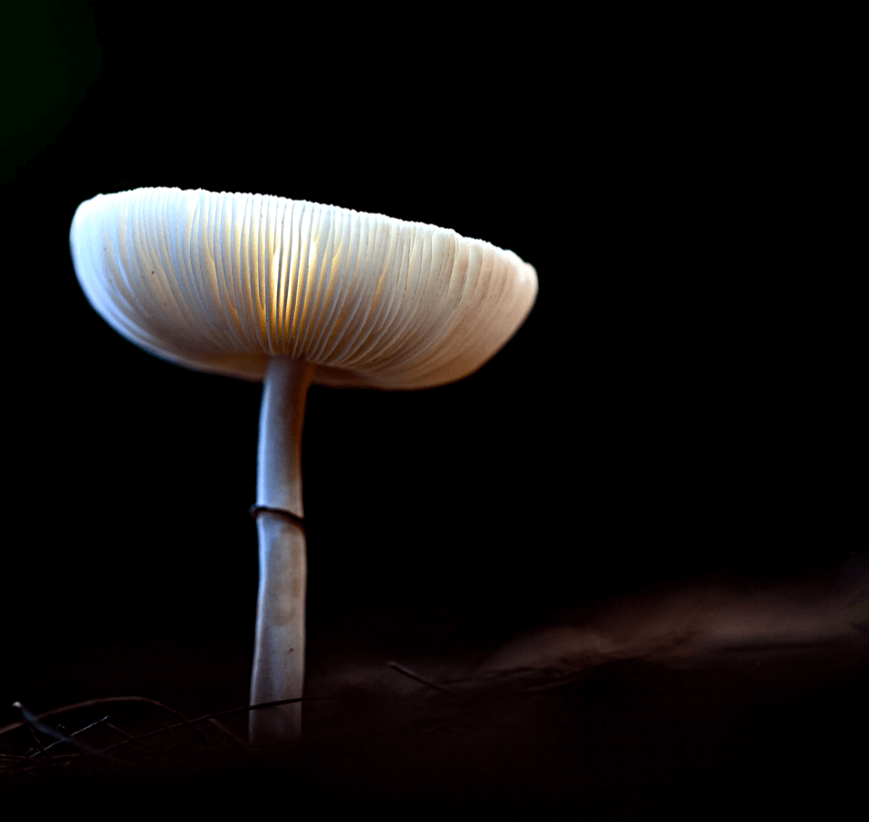 Mushrooms 14