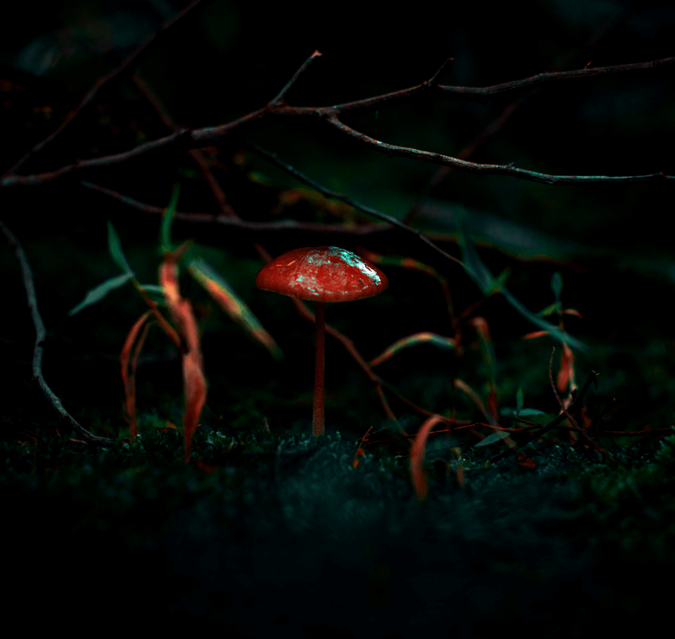 Mushrooms 17