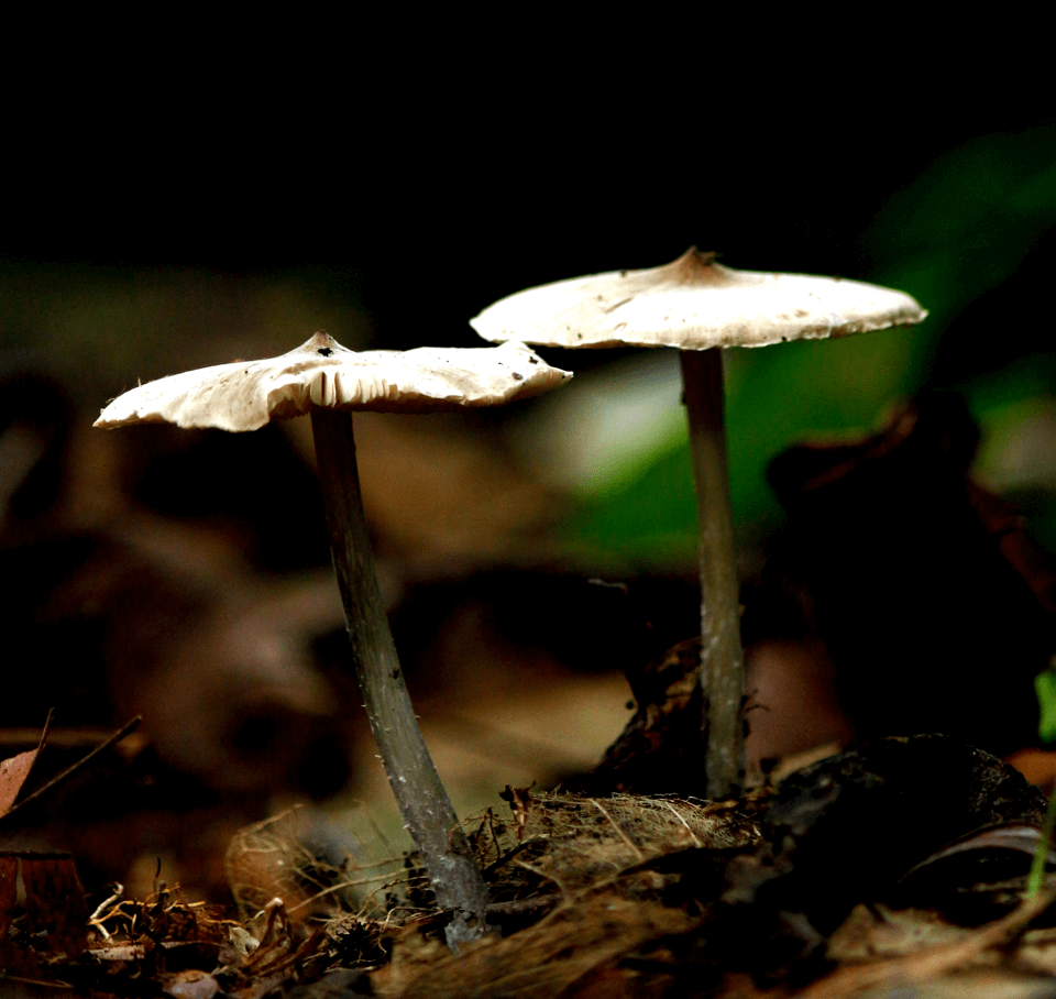 Mushrooms 3