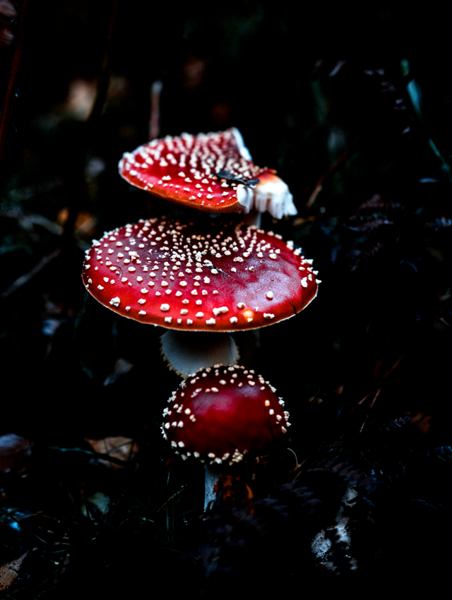 Mushrooms 7